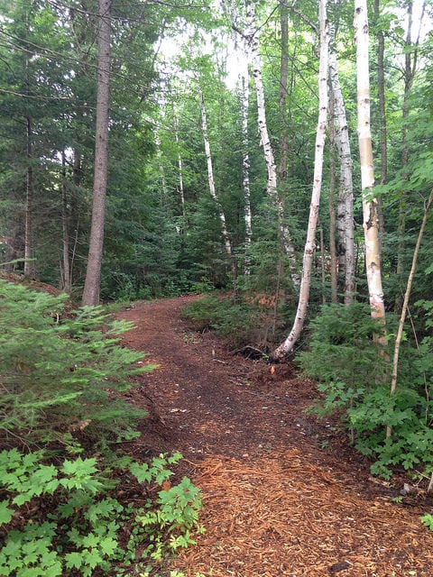 The Gifts of Nature: Japanese Forest Bathing | Northern Edge Algonquin