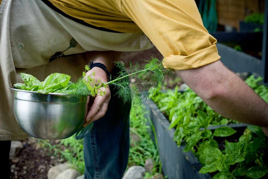 greg waters harvesting herbs from the garden